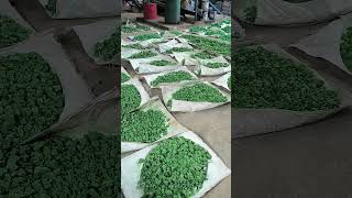 Nickel Hydroxide Precipitate Sun Drying #nickel #electroplating #nikel #daurulang #recycle #green