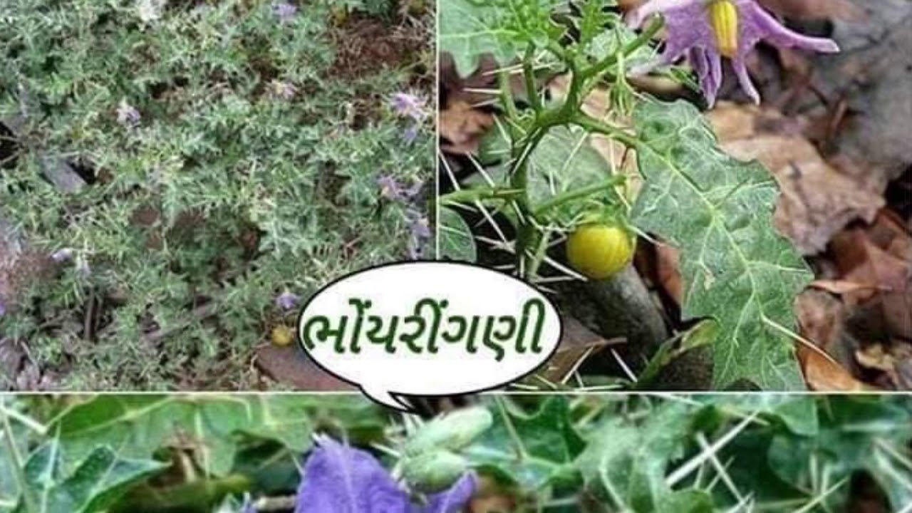 Ayurvedic plant in Gujarati YouTube