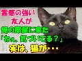 #144【猫の不思議な話】ある日、霊感の強い友人が俺の部屋に来た「ねぇ、不安にならないで欲しいんだけど気付いてる？」実は、猫が・・・