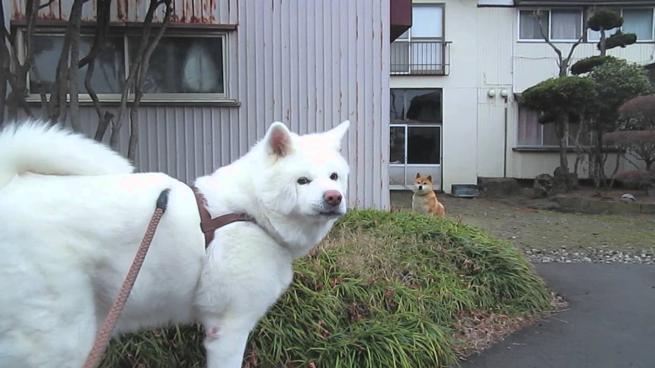 【秋田犬げんき】カワイイ子の前では何も言えない【akita dog】