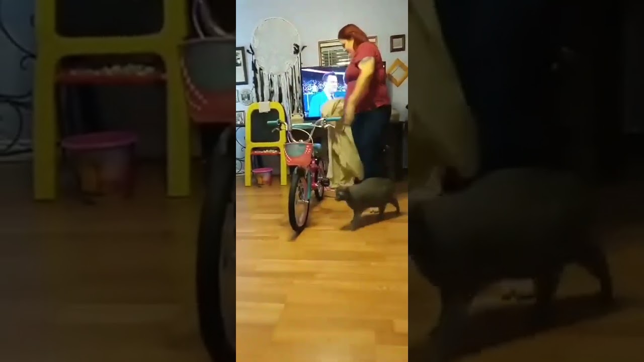 Amazon com  Customer reviews  Schwinn Koen &amp; Elm Toddler and Kids Bike, 12 18 Inch Wheels, Train