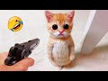 君が笑ったら君の負け😂🤭 2025年の最も愉快な犬と猫たち🐾🐈