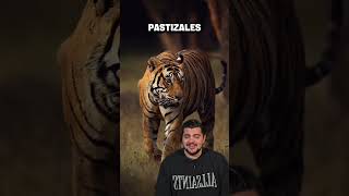 Los tigres blancos no existen #wildlifefacts #tiger #tigre #wildlife #creatorsearchinsights