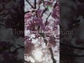 Tsunenori - Flower is Flower is Returning (Teaser) #pianoinstrumental #sakura #spring