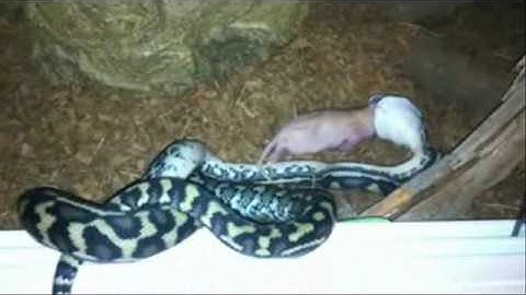 Coastal Carpet Python Feeding