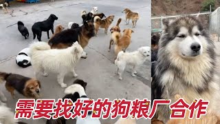 2025-10-12 Stray dog home 基地几百只狗狗每个月需要几千斤狗粮，希望寻找一个好的狗粮厂合作。