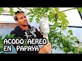 Acodo Aereo en papaya