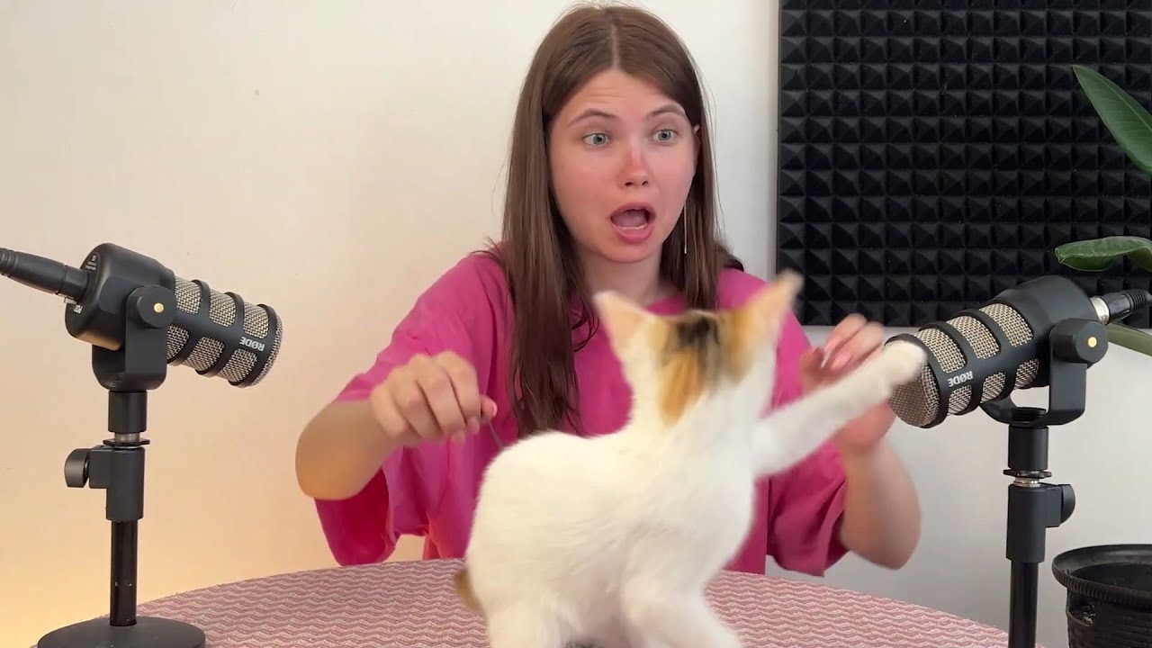 1 Hour of CUTEST KITTEN PURRING and Playing | ASMR - YouTube