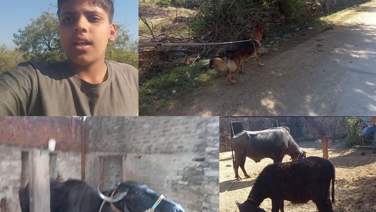 Form per Banaya Gate 💐💐