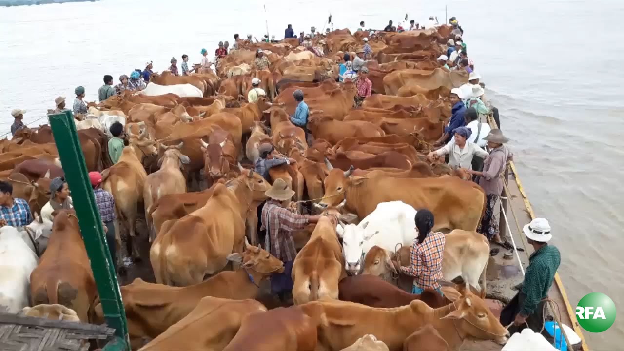 Farming Cattle Feared of Diseases Amid Floods in Magway - YouTube