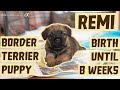 OUR FIRST DOG - NEW BORDER TERRIER PUPPY | Our puppy from 24 hours to 8 weeks old