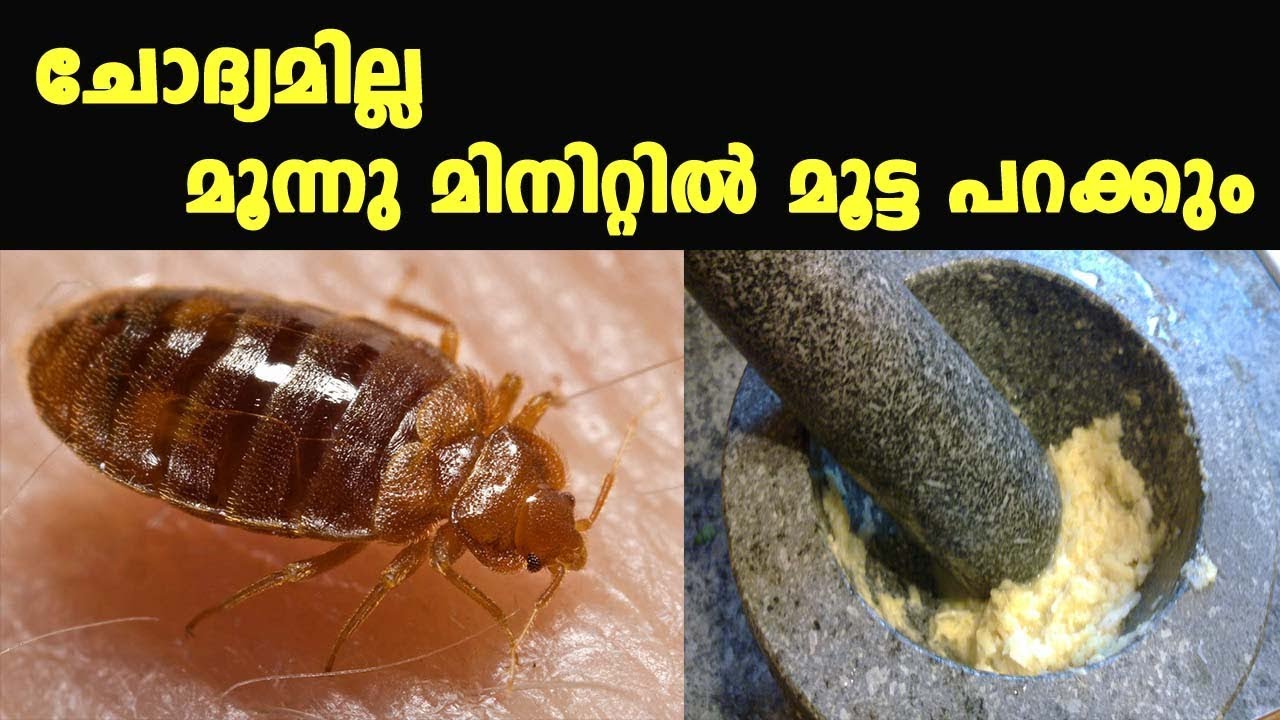 Bed Bugs Removal | മൂന്നു മിനിറ്റിൽ മൂട്ടയെ പറപ്പിക്കാം ഇങ്ങനെ - YouTube