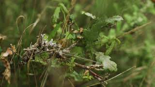 4. How to: Habitat management guide to lichen