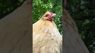 little sis under the tree🌳🐓Buff Orpington twenty-three months old hen☀️early-May