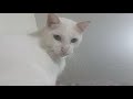 khao manee cats are very playful and moody の動画、YouTube動画。