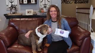 PRODUCTS FOR DIRTY BULLDOG WRINKLES! #doggieshorts #englishbulldog