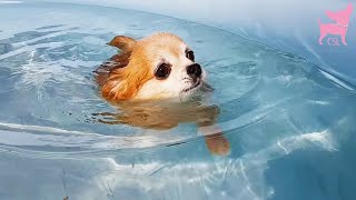 Cute Chihuahua Dogs Having Fun In A Swimming Pool