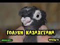Голуби Казахстана / 1 / Pigeons / doves / dove