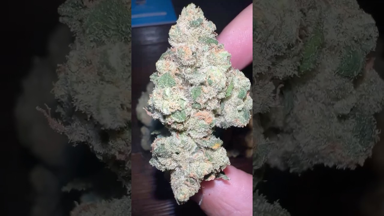 ShopHelloMary | SFV OG - (San Fernando Valley Cut) Indica Hybrid 