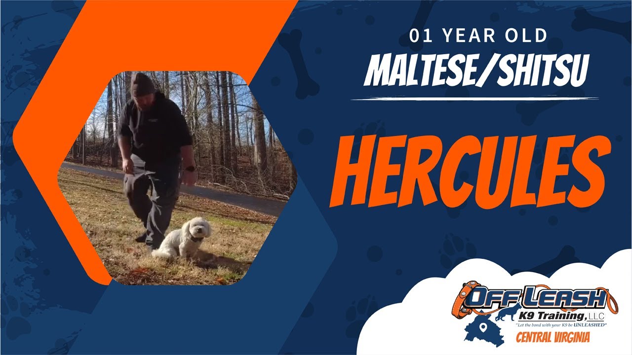 01YearOld Maltese/Shitsu Hercules Off Leash K9 Training Best Dog Trainers in