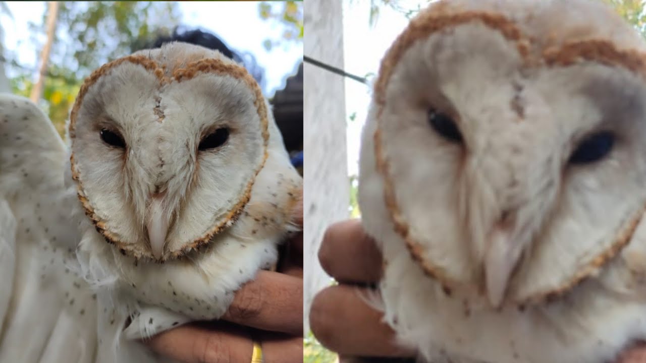 കോടികൾ വിലമതിക്കുന്ന വെള്ളിമൂങ്ങയുടെ കൂടെ ഒരു ദിവസം!! A day with