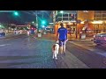 Charlie 9 mo St Bernard Best Arizona Dog Trainers Charlie 9 mo St Bernard Best Arizona Dog Trainers