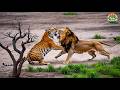 Lion vs Tiger | The Fight for the King of the Jungle – Animal Documentary