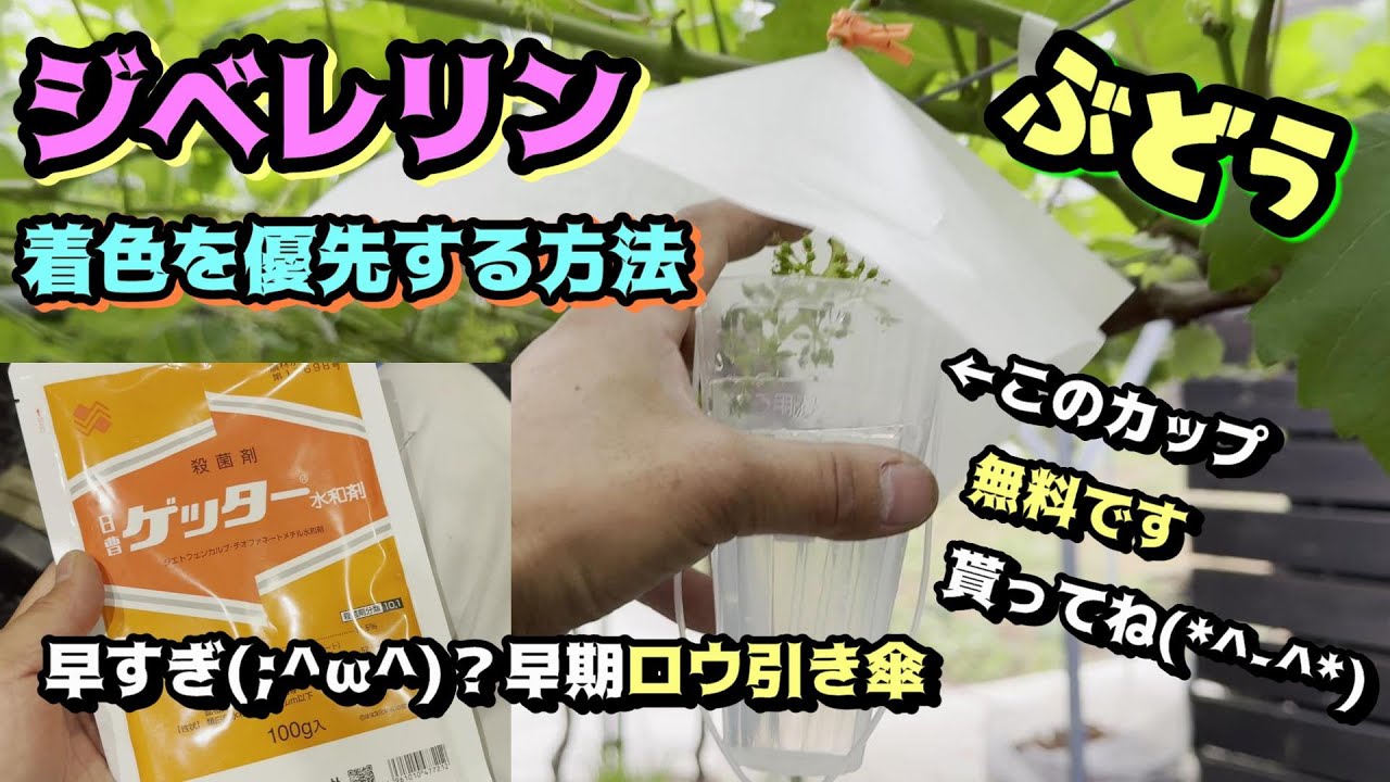 ジベレリン２０２４着色優先改良版、農薬防除も。ジベレリンカップは是非とも貰ってね(*^-^*)#家庭菜#ぶどう栽培#ジベレリン #フルメット