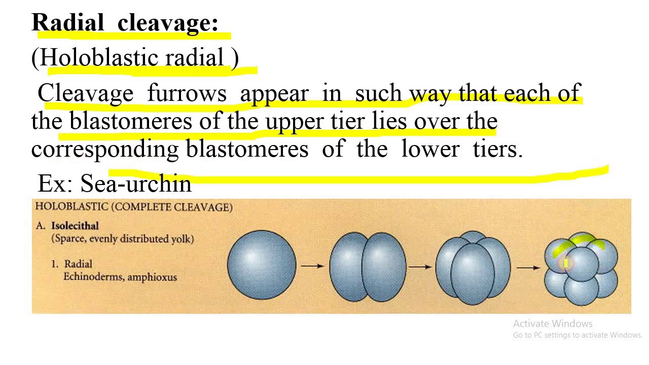 Cleavage, holoblastic and meroblastic cleavage, types of blastula
