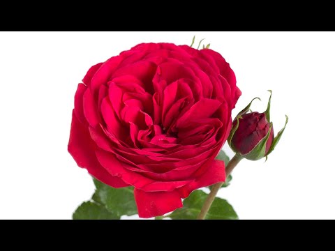 Video: Jaké jsou některé zděděné vlastnosti růže?
