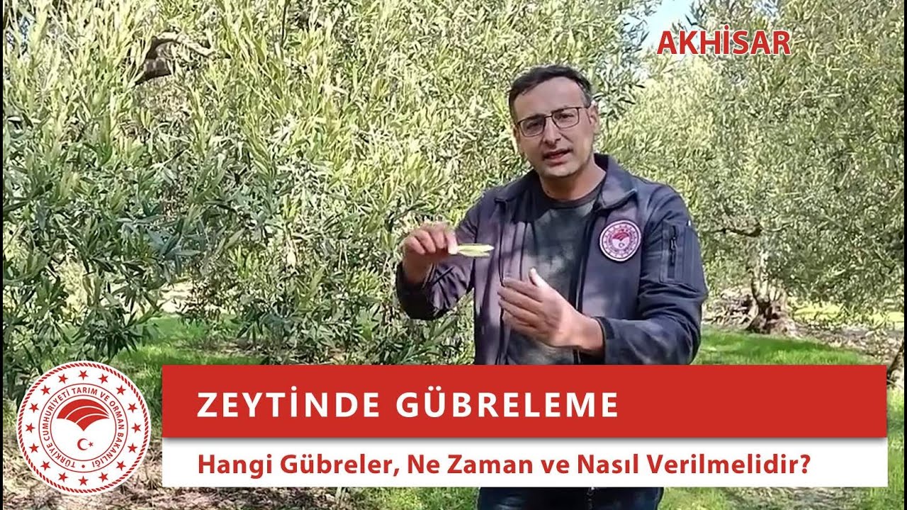 ▶️ Zeytinde Gübreleme: Hangi Gübre Çeşitleri, Ne Zaman ve Nasıl Verilmeli?