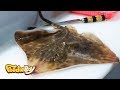 Stingray Sashimi Sliced Raw Stingray Korean Street Food 