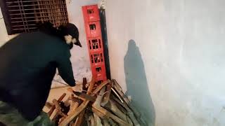 Dhaman Aur Paniwale Sap Ka Asan Rescue Rat Snake And Checkered Keelback Rescue