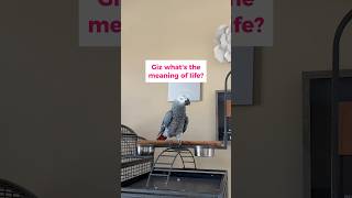 Our African Grey Parrot Explains the Meaning of Life