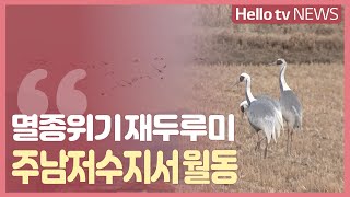 철새의 낙원 '주남저수지' 찾은 재두루미 장관