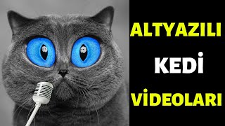 Altyazılı Kedi Videoları - RohanliAdam