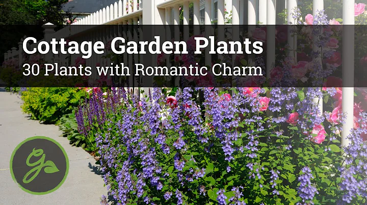 Cottage Garden Plants - 30 Plants with Romantic Charm