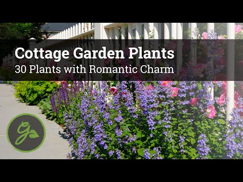 Vídeo: Cottage Garden Shrubs – Aprenda a plantar arbustos em um jardim de chalé