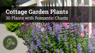 Cottage Garden Plants  30 Plants with Romantic Charm