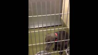 Blue Is A Sweet Girl Looking For A Forever Home