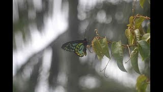 Back from the Brink Part 6: The Richmond Birdwing Butterfly screenshot 5