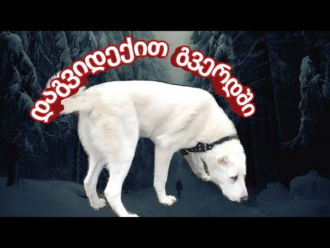 ქართული ნაგაზი ერთად დავუდგეთ გვერდში ამ ჯიშს !!!