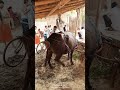 Buffalow Me Utress Beli Problem Delivary Te Ho 