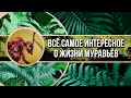 Все самое интересное о жизни муравьев!