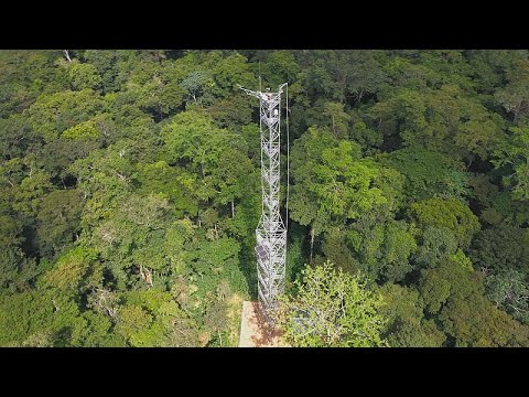 Влажные леса Конго — лёгкие планеты