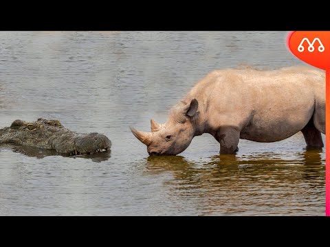 Vídeo: Rhino predador ou herbívoro? O que um rinoceronte come?
