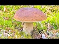 🌲 БЕЛЫЕ ГРИБЫ ВЕДРАМИ! Весь день в лесу! ЛУЧШИЙ ПОХОД 2023 ГОДА! Mushrooms! Timelapse!