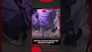 Ortama Katılmak Isteyen Kedi Korkuttu