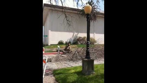 PSA: 100 Year Old Oak Trees Removed from Rosenberg Library on Galveston Island, Texas