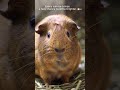 Happiness is small, fluffy, and squeaks for snacks.